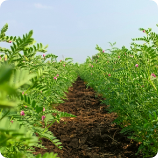 Зяблевая обработка почвы: комплексный подход к осенней подготовке полей