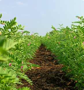 Зяблевая обработка почвы: комплексный подход к осенней подготовке полей