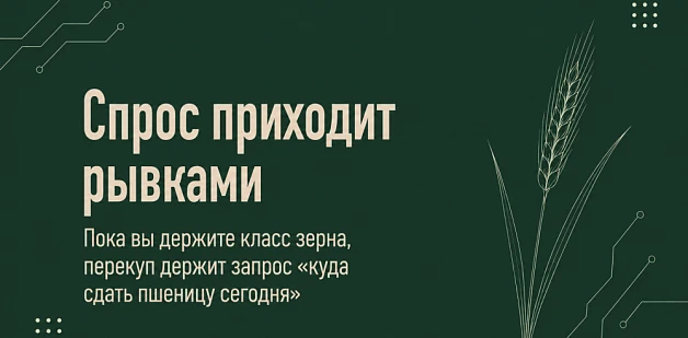 Пока вы держите класс зерна, перекуп держит запрос «куда сдать пшеницу сегодня»